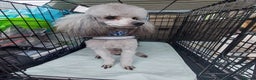 Toy Poodle dogs for stud: Silver Toy poodle  in Verwood - Advert 6