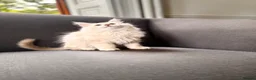 Maine Coon cats for sale: Maine coon kittens  - Advert 9