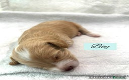 Mixed Breed dogs for sale: Cockapoochi Puppies - Image 12