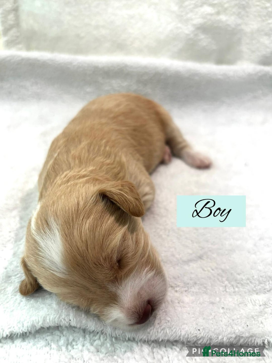Mixed Breed dogs for sale: Cockapoochi Puppies - Image 12