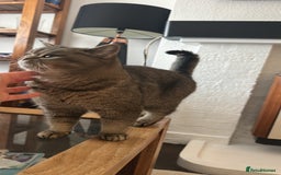 Scottish Fold cats for sale: Scottish straight - Advert 9