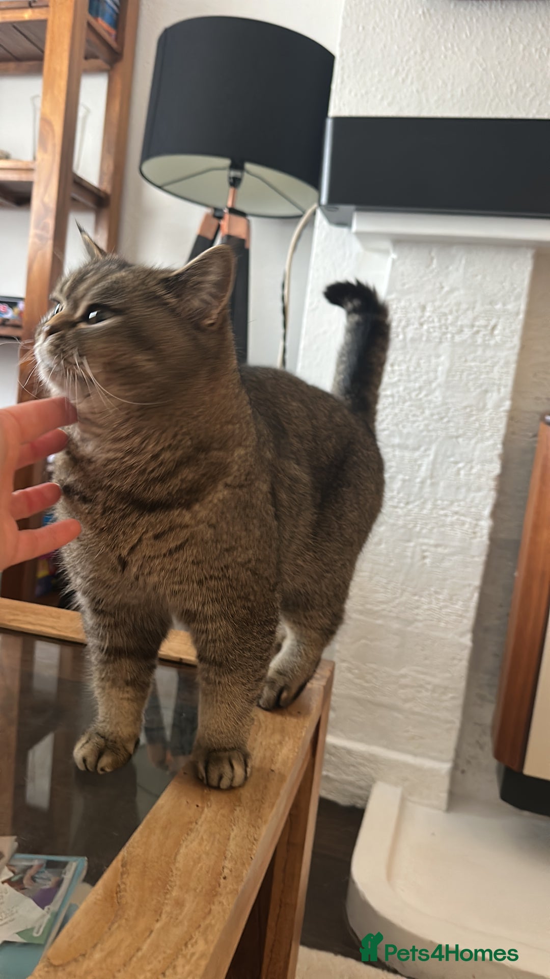 Scottish Fold cats for sale: Scottish straight - Advert 9