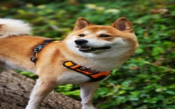 Japanese Shiba Inu dogs for stud: KC Registered Shiba Inu Stud Dog in Newcastle upon Tyne - Image 4