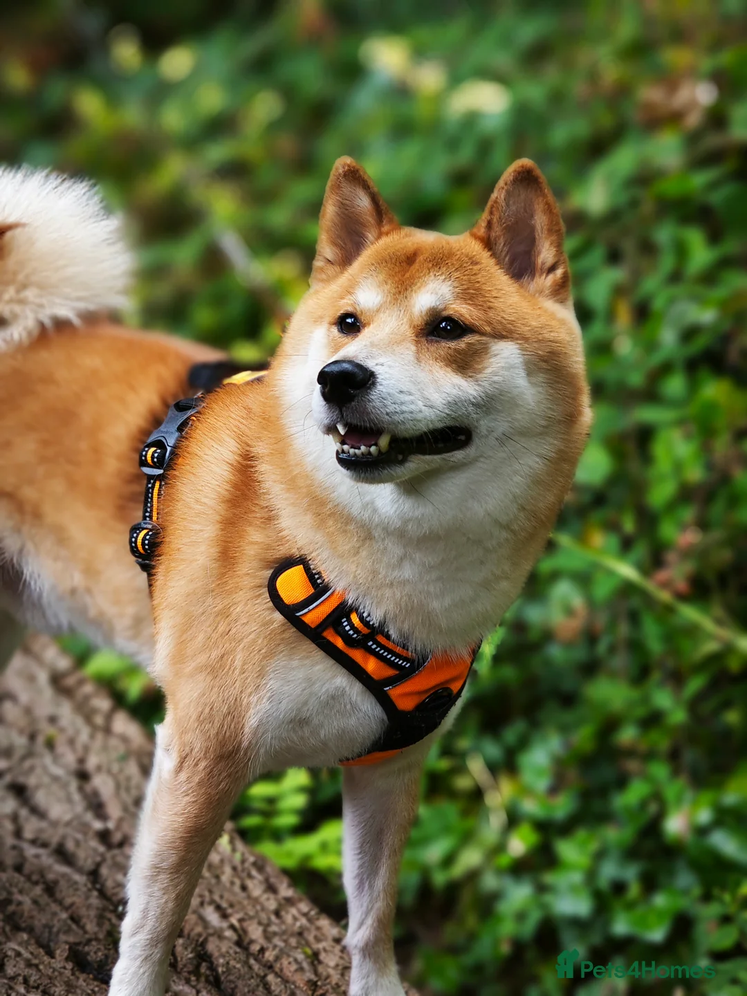 Japanese Shiba Inu dogs for stud: KC Registered Shiba Inu Stud Dog in Newcastle upon Tyne - Advert 4