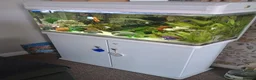 Other/Mixed Breed fish for sale: Full fishtank set up in Doncaster - Advert 1