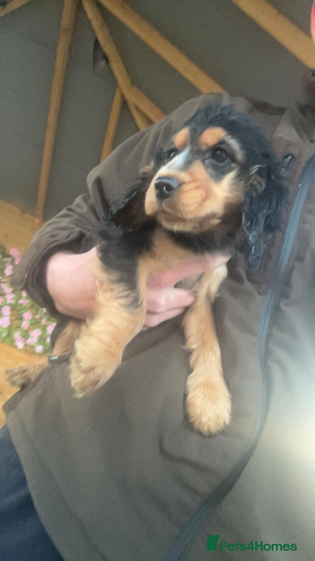 Cocker Spaniel dogs for sale: Show type cocker spaniel puppy’s.  - Advert 8