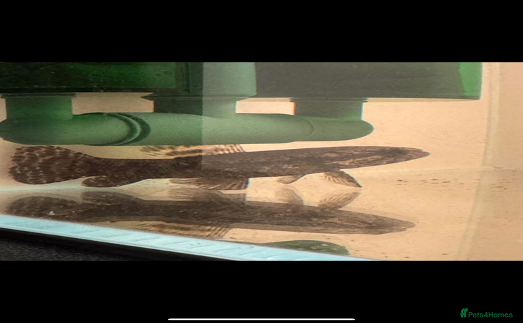 Other/Mixed Breed fish - Advert 7