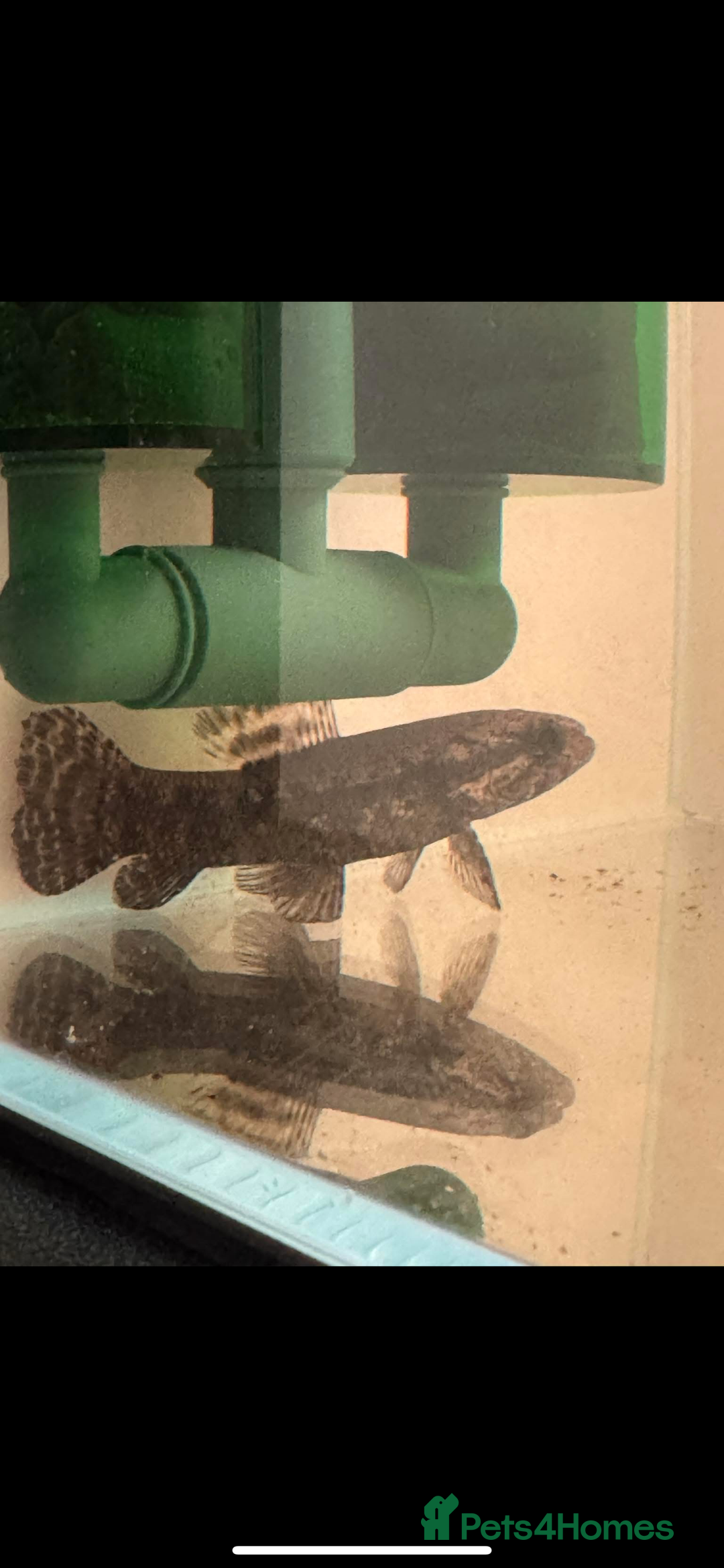 Other/Mixed Breed fish for sale: Mala wolffish  - Image 1