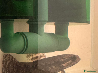 Other/Mixed Breed fish - Advert 13