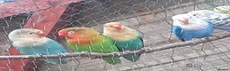Lovebirds birds for sale: Young lovebirds unsexed, untamed - Advert 1