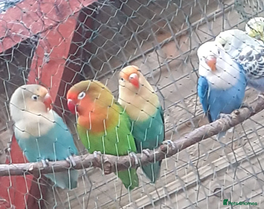 Lovebirds birds for sale: Young lovebirds unsexed, untamed - Advert 1