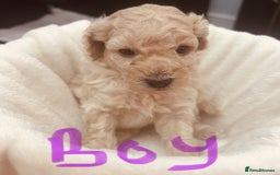 Toy Poodle dogs for sale: Toy poodle puppies - Image 11