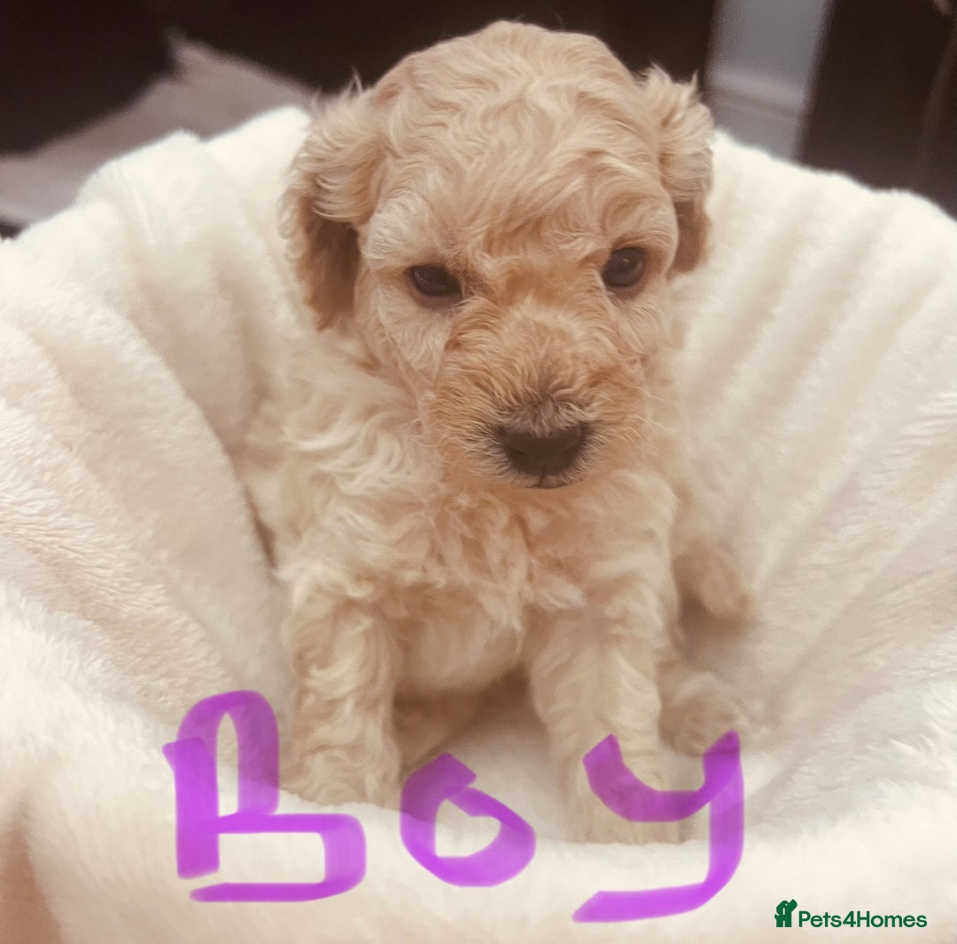 Toy Poodle dogs for sale: Toy poodle puppies - Image 11