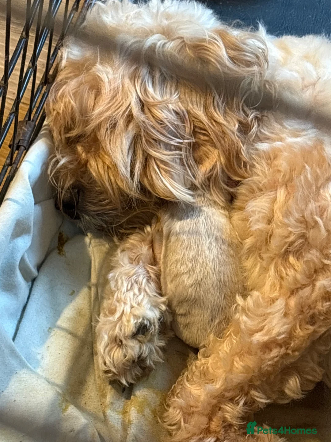 Cockapoo dogs for sale: Cockapoo puppies  in Ashford - Advert 2