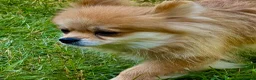 Pomeranian dogs for adoption: DARCY – Miniature Pomeranian - Advert 8