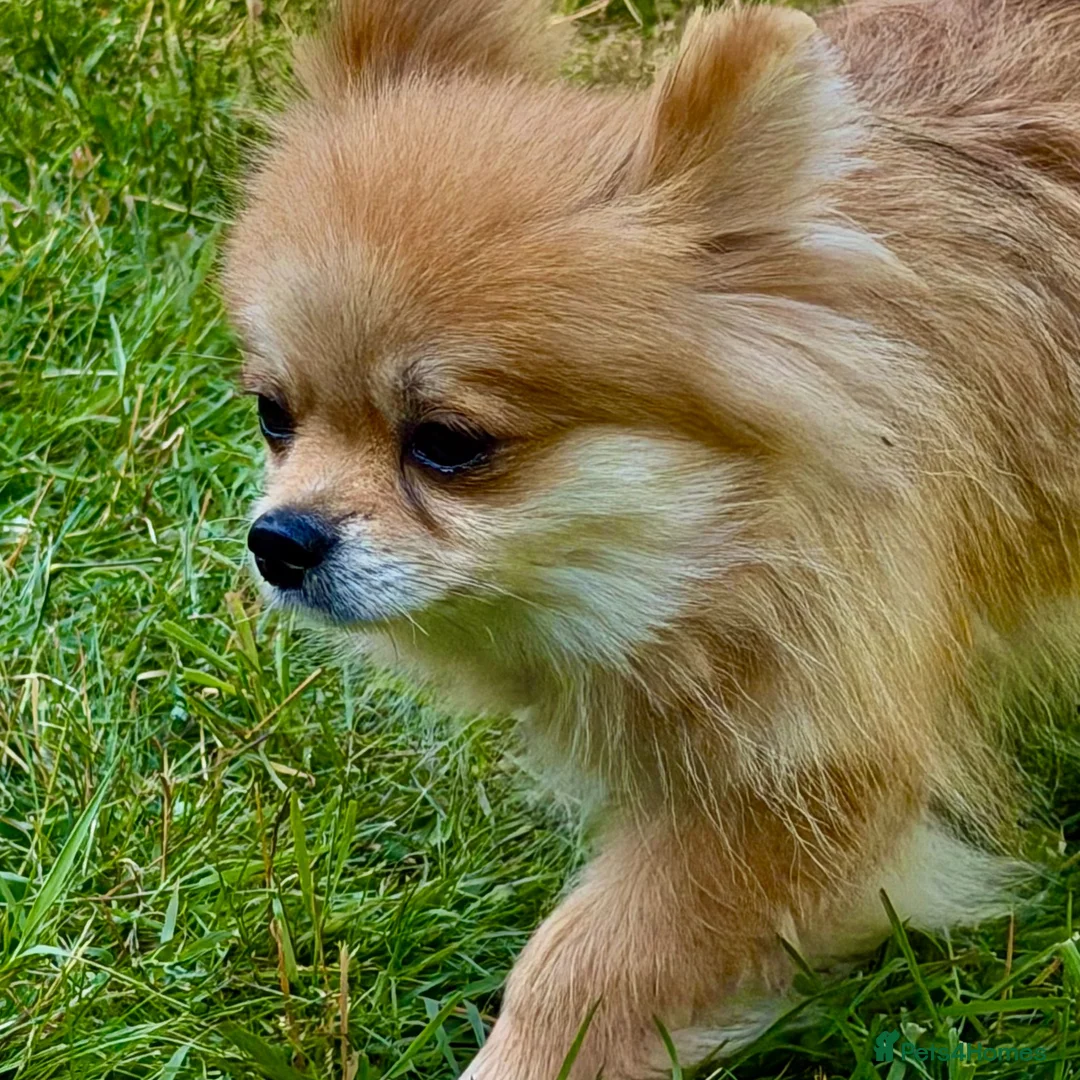 Pomeranian dogs for adoption: DARCY – Miniature Pomeranian - Advert 8