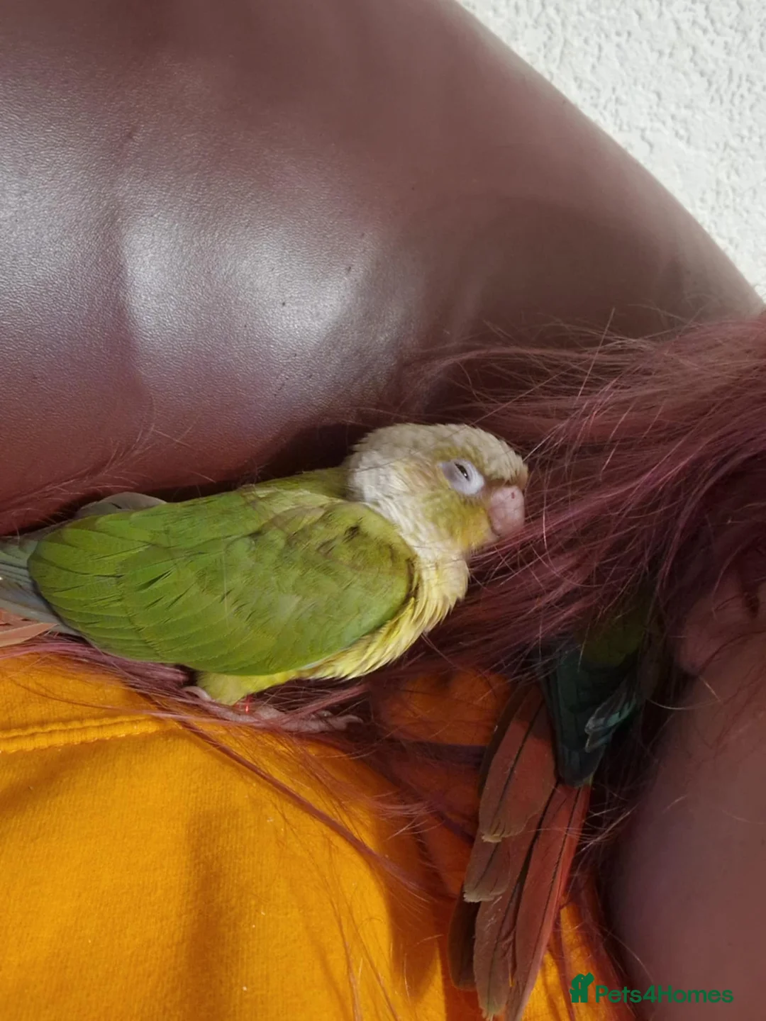 Conures birds for sale: pineapple green cheek conures - Advert 4