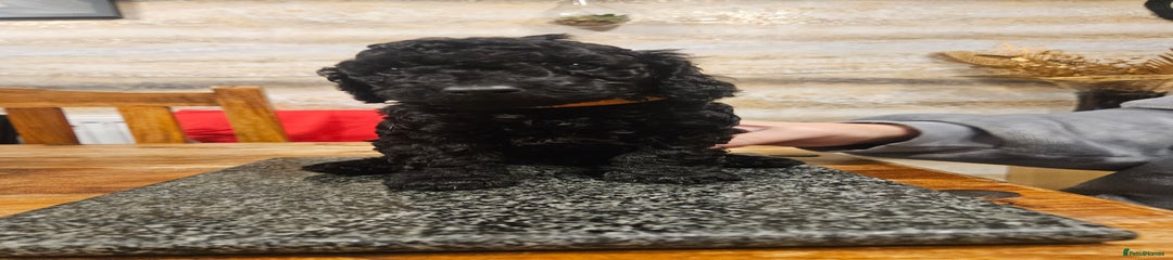 Black boy orange collar