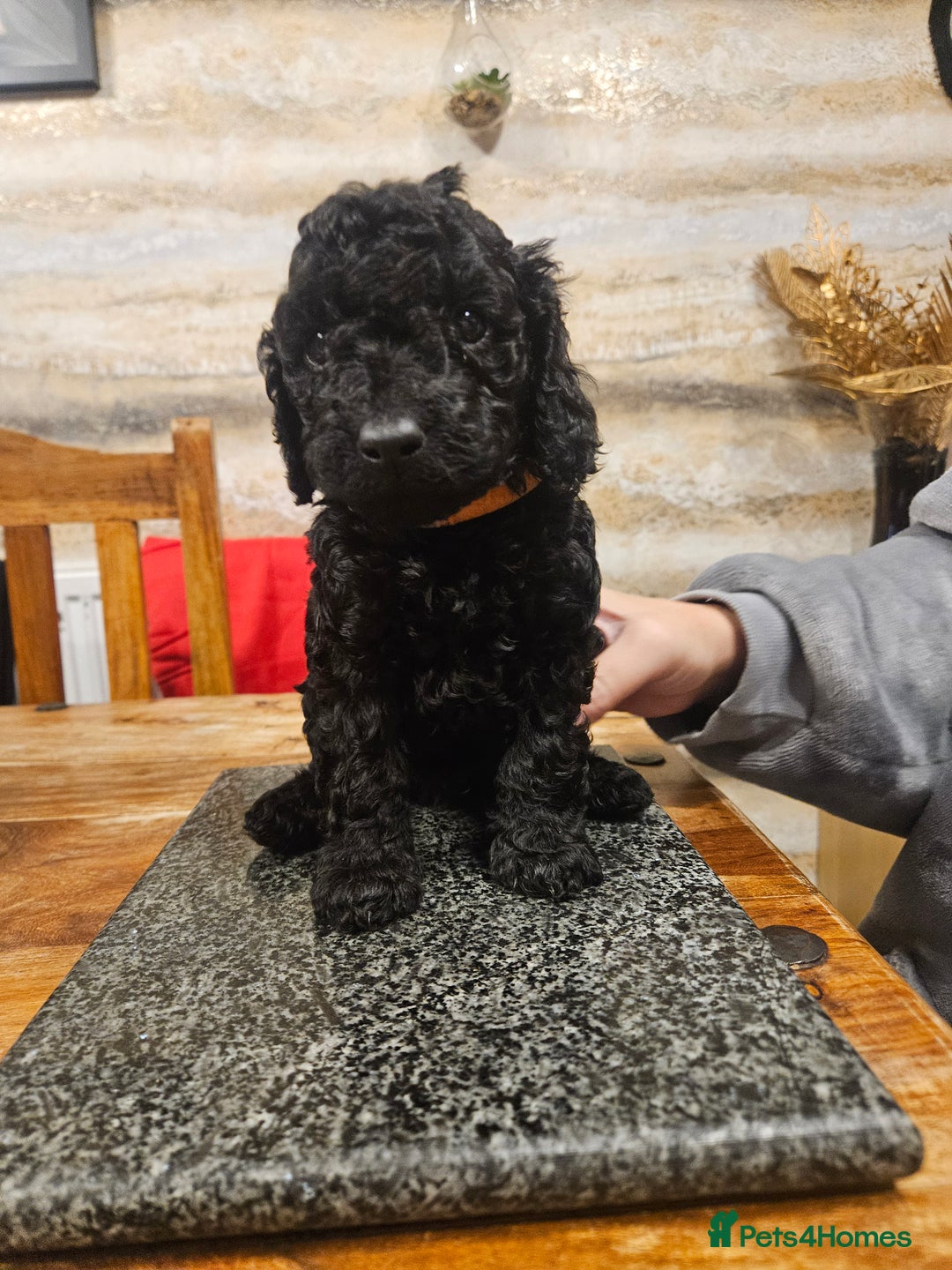 Cockapoo dogs for sale: F2 cockapoo boys 1 left available  - Advert 26
