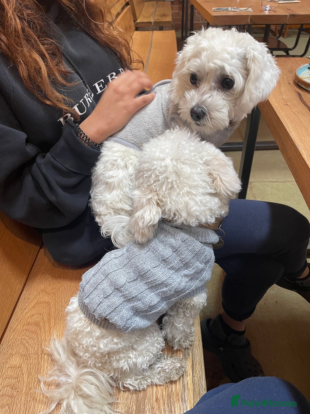 Maltese dogs for sale: Rehome for our beloved dogs - Image 2