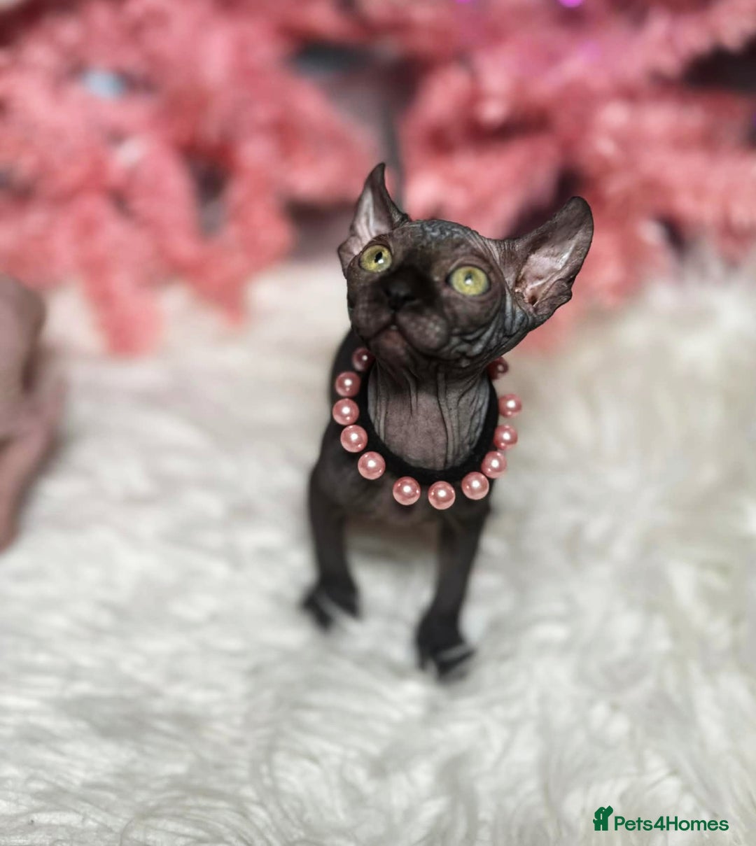 Sphynx cats for sale: 🌟 Stunning Sphynx & Elf Kittens  - Advert 13