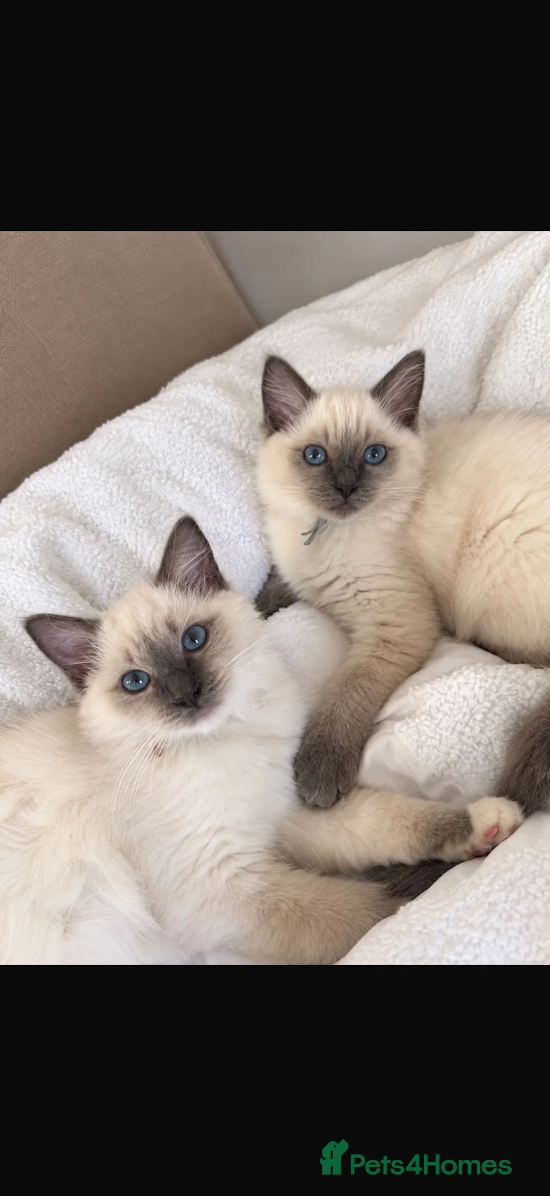 Ragdoll cats for sale: 🌟 Ready Now-2 girls purebred Ragdoll Kittens 🌟 - Advert 1