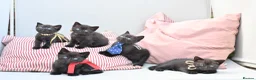 British Shorthair cats for sale: 5 Bundles of Love - Persian x BSH kittens  - Advert 12