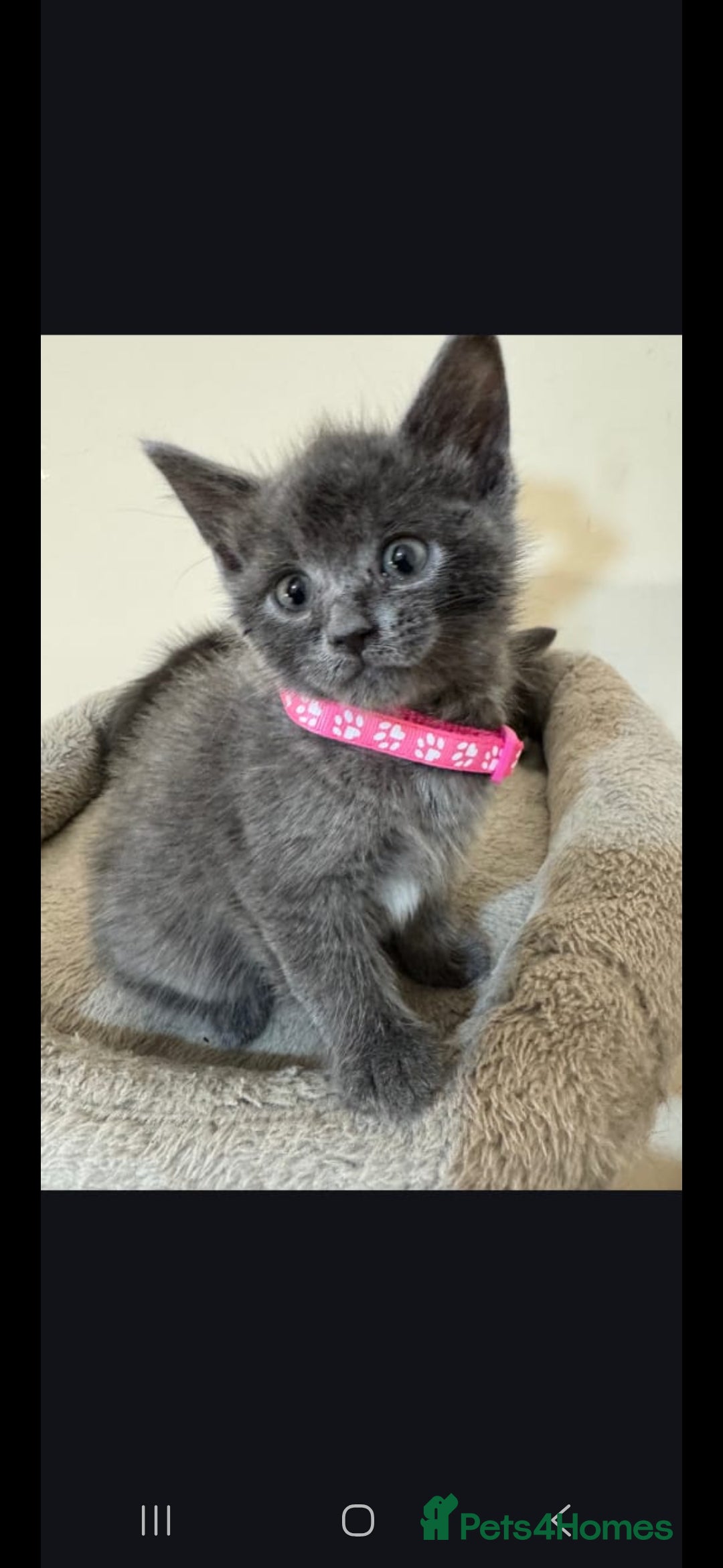 Russian Blue cats for sale: Russian Blue  - Advert 1