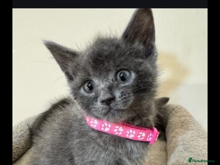 Russian Blue cats Russian Blue - Advert 1