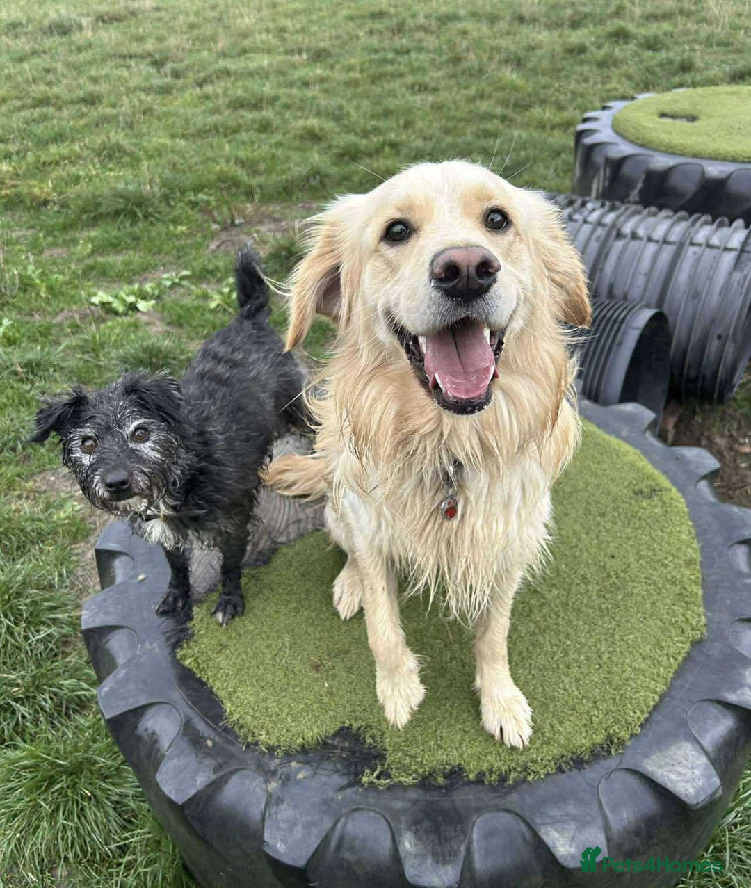 Mixed Breed dogs for adoption: CLIVE - Advert 6