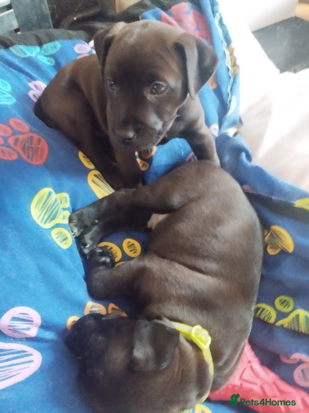 Patterdale Terrier dogs for sale: Patterdale Pups For Sale - Advert 5