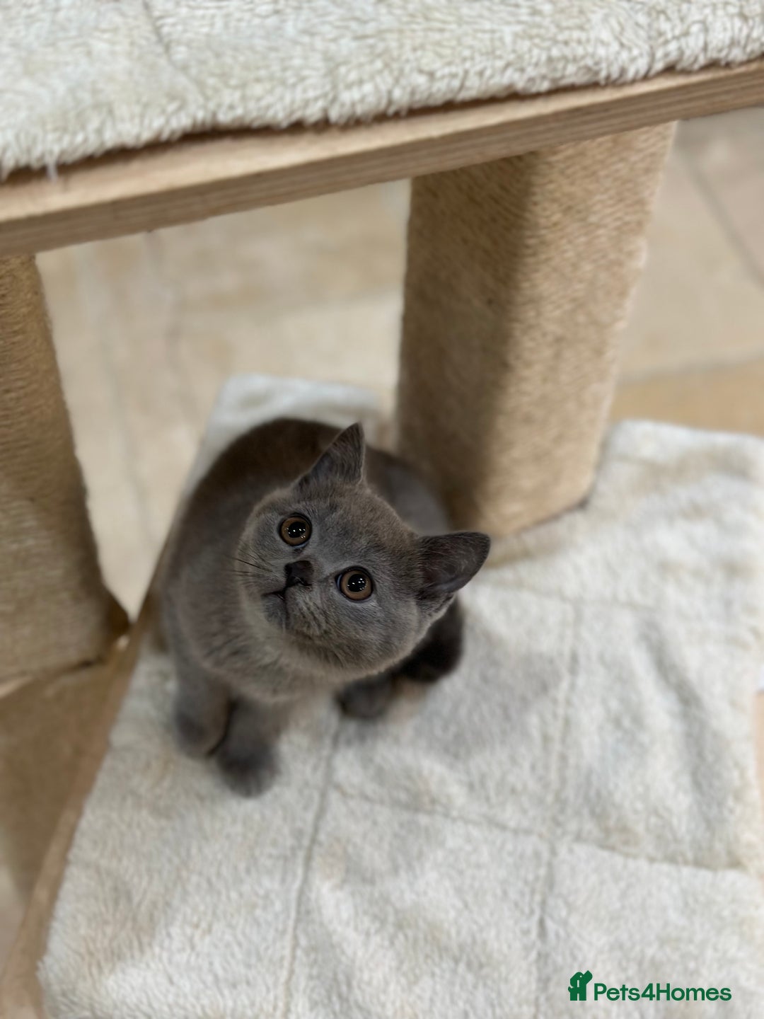 British Shorthair cats for sale: 😽Full Pedigree Registered BSH🌷Trusted Breeder - Advert 4