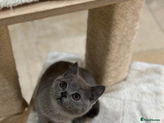 British Shorthair cats 😽Full Pedigree Registered BSH🌷Trusted Breeder - Advert 2