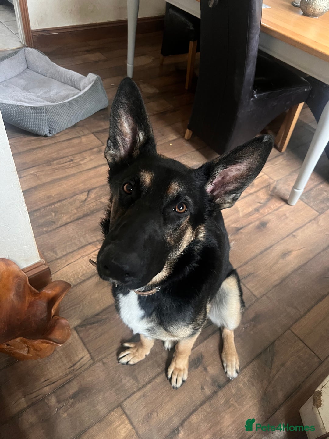 German Shepherd dogs for sale: German shepherd  - Image 1