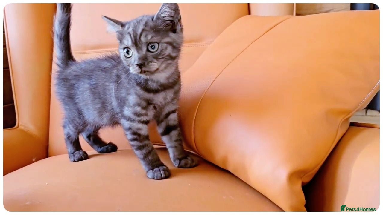 Scottish Fold cats Scottish Fold & Scottish Straight Kittens  🐾 - Advert 2