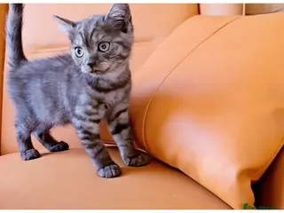 Scottish Fold cats Scottish Fold & Scottish Straight Kittens 🐾 - Advert 2