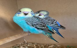 Budgerigars birds for sale: Hand Tame Baby budgie - Image 4