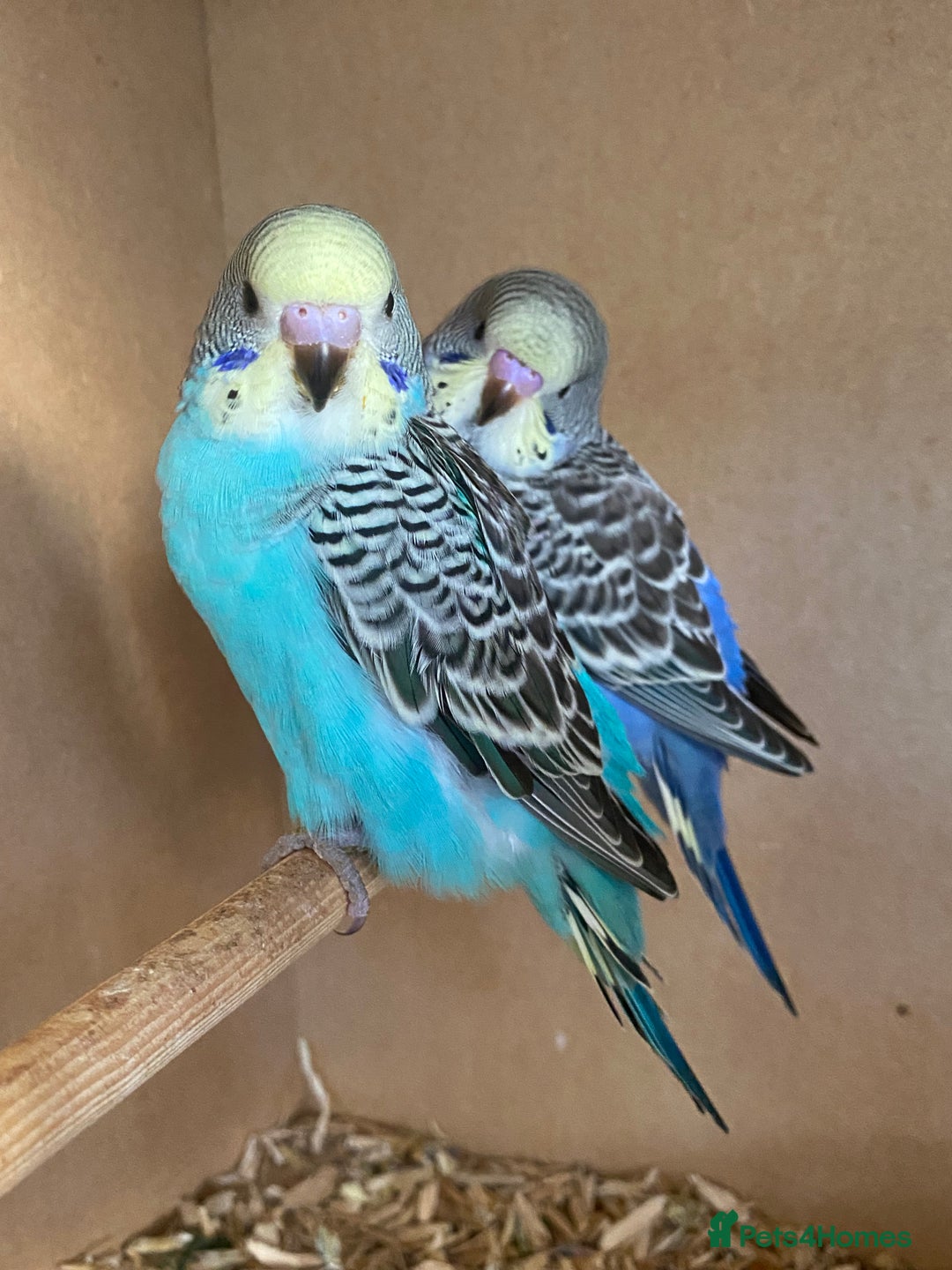 Budgerigars birds for sale: Hand Tame Baby budgie - Image 4