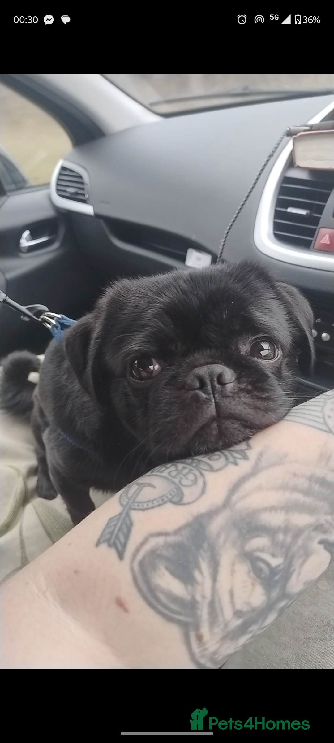 Pug dogs for stud: Fluffy pug for Stud - Image 4