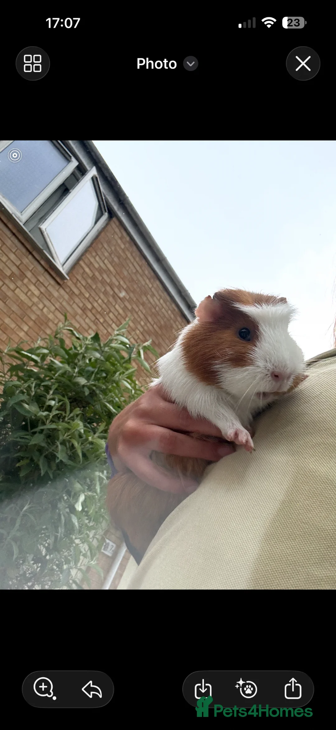 Guinea Pig rodents for sale: Mixed litre of guinea pigs  - Advert 4