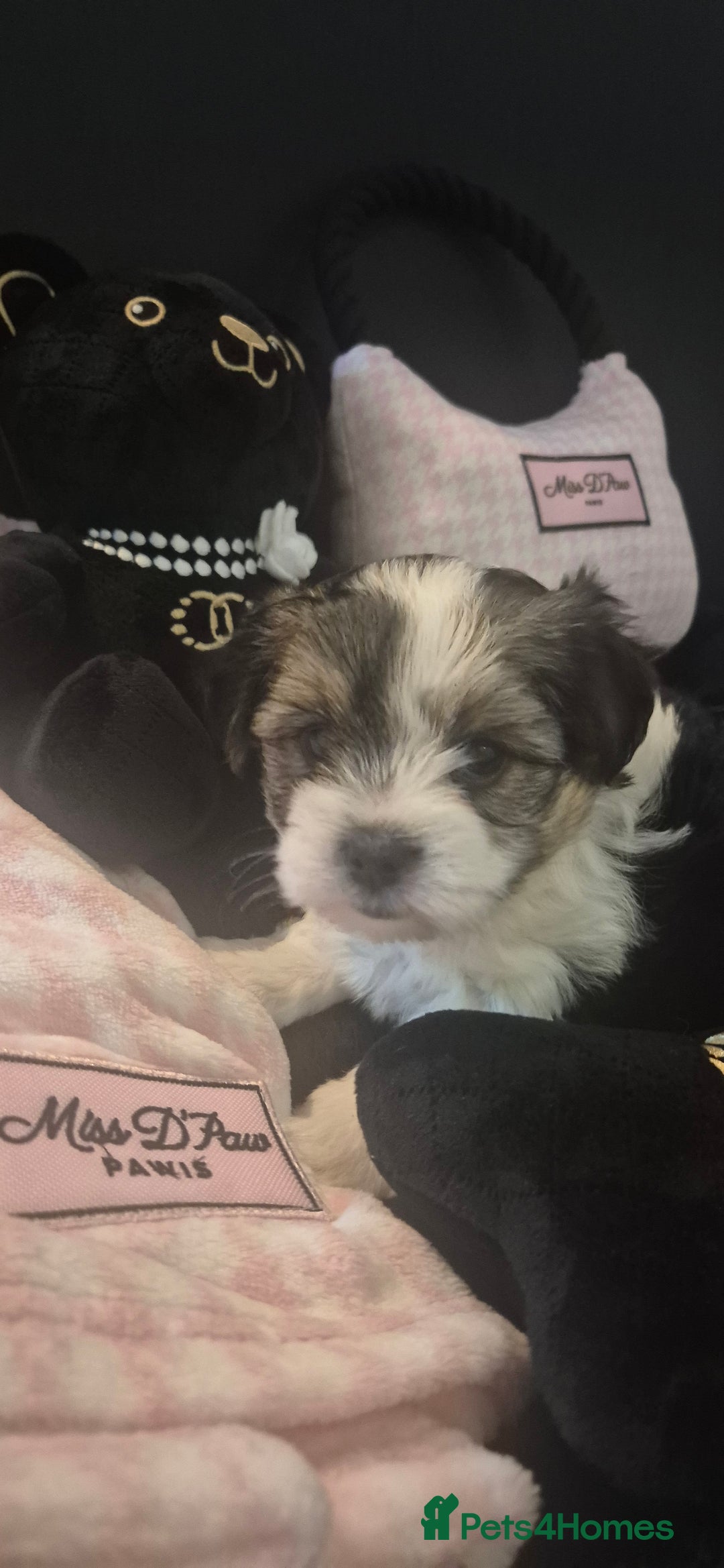 Biewer Terrier dogs for sale: Beautiful Biewer Yorkshire terriers Puppies  - Advert 5