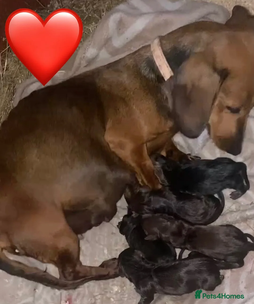 Dachshund dogs for sale: Miniature Dachshunds  - Advert 1