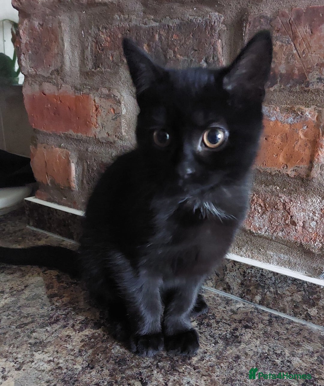 British Shorthair cats for sale: Batman Cutest black cat ready for forever home - Advert 2