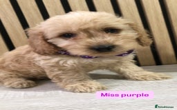 Cockapoo dogs for sale: F1b toy cockapoo puppies - Image 6
