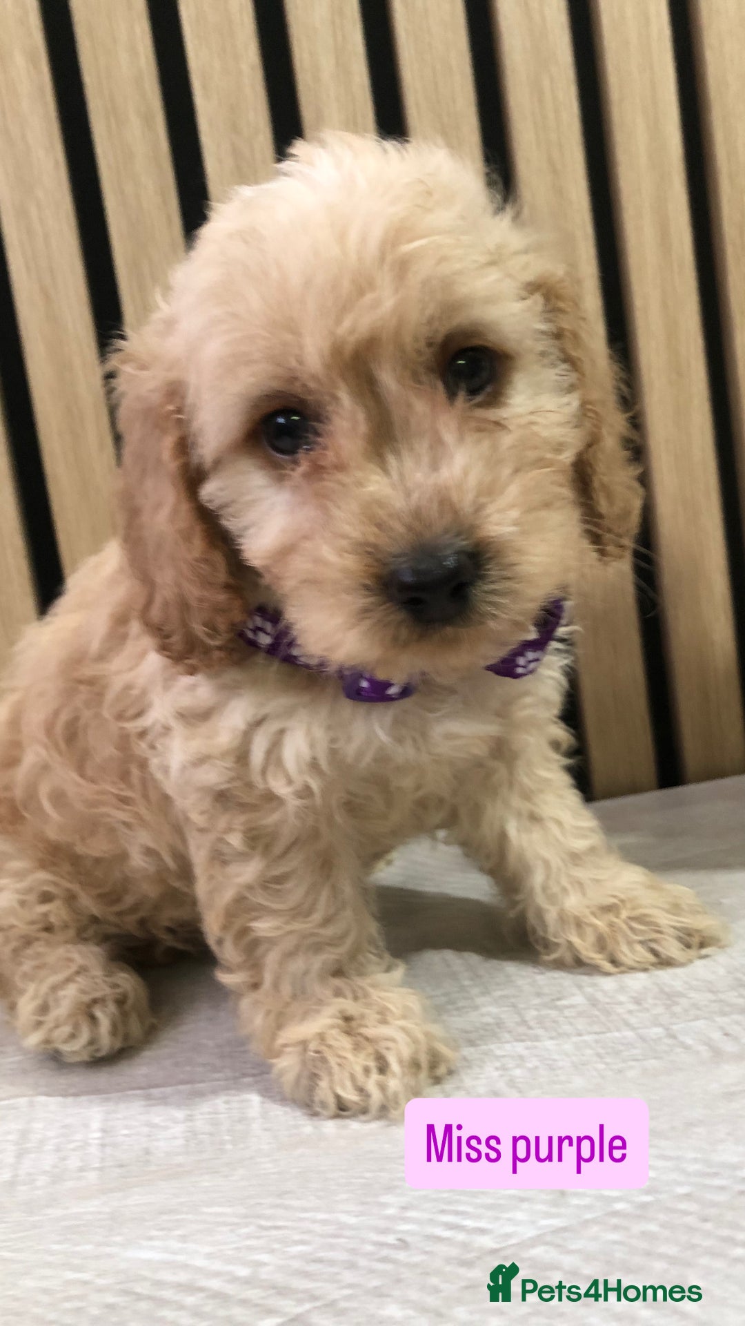 Cockapoo dogs for sale: F1b toy cockapoo puppies - Image 6