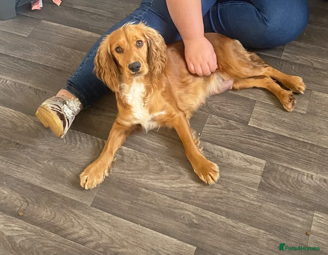 Cocker Spaniel dogs for sale: 4 year old cocker spaniel bitch in Coleford - Advert 4