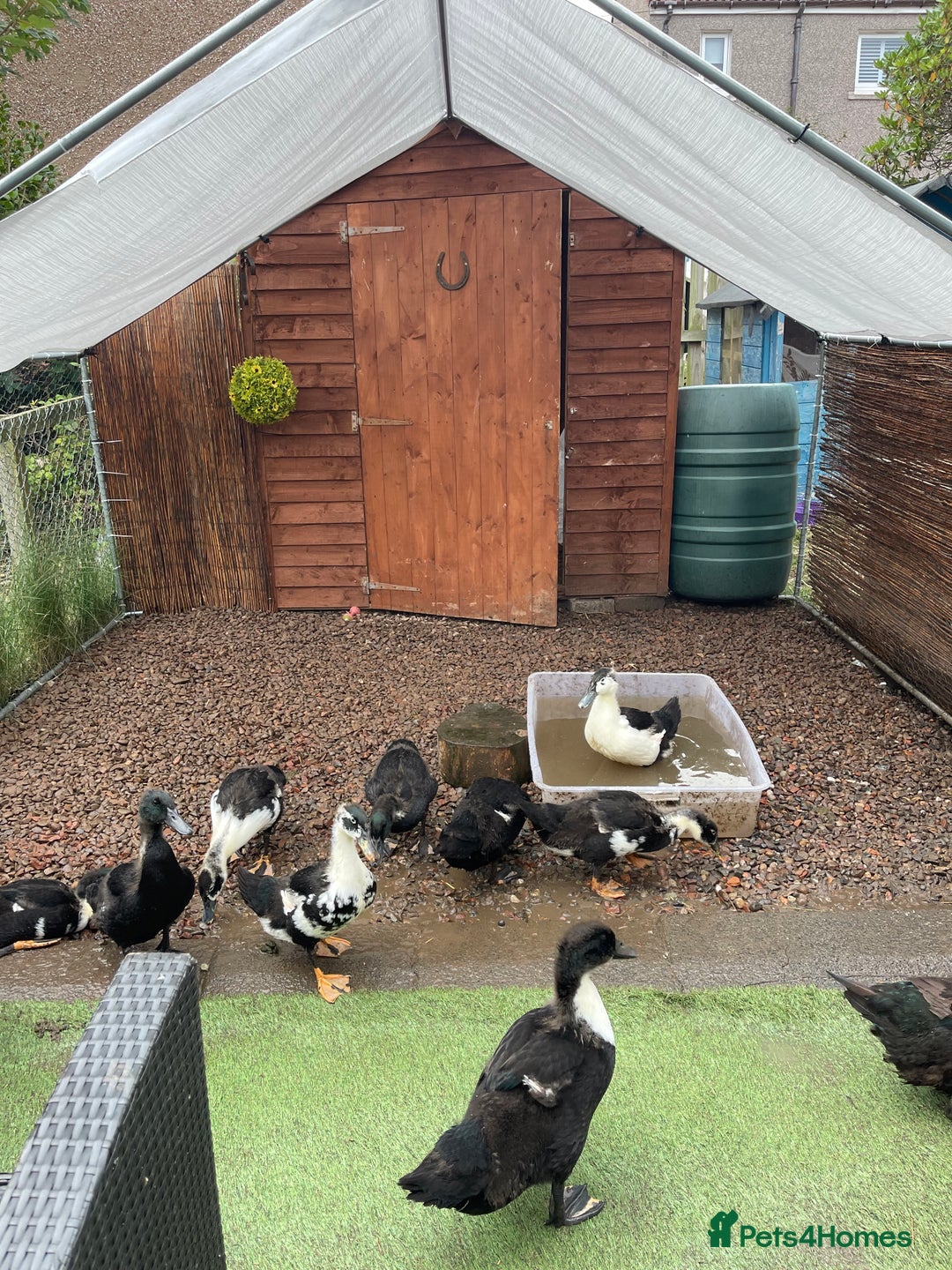 Ducks poultry for sale: Need homes asap!🏡❤️ - Image 1