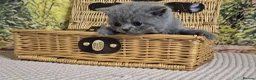 British Shorthair cats for sale: Purebred british shorthair kittens in Wigton - Advert 5