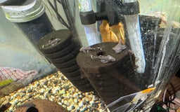 Plecos fish for sale: Bristlenose Pleco Babies (short fin) - Image 3