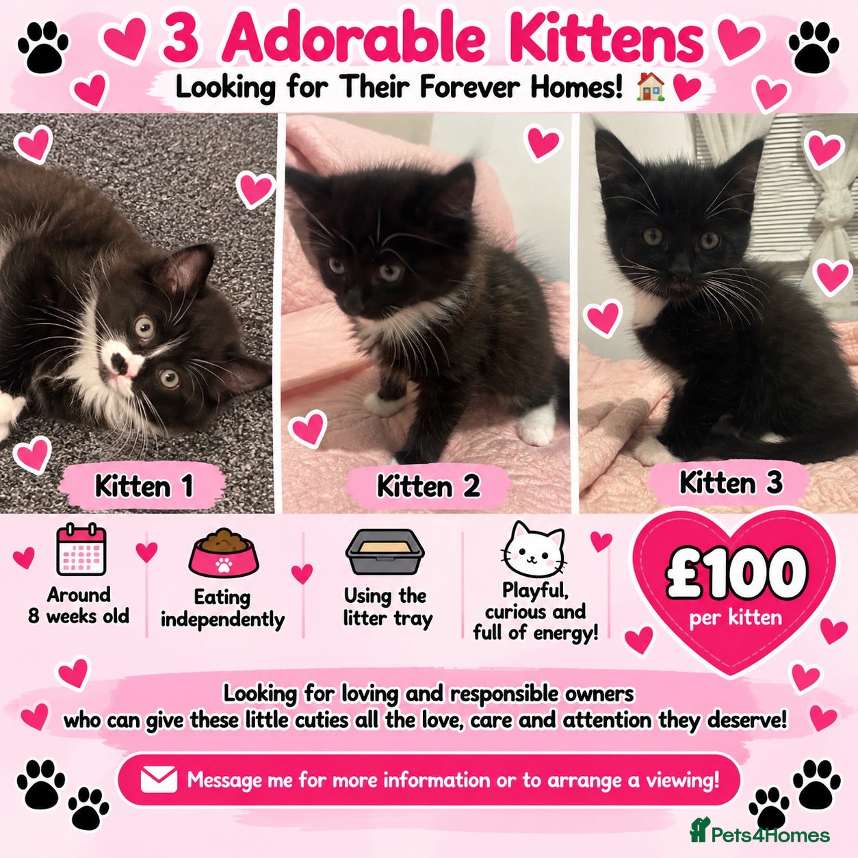 Mixed Breed cats Kitten  - Advert 7